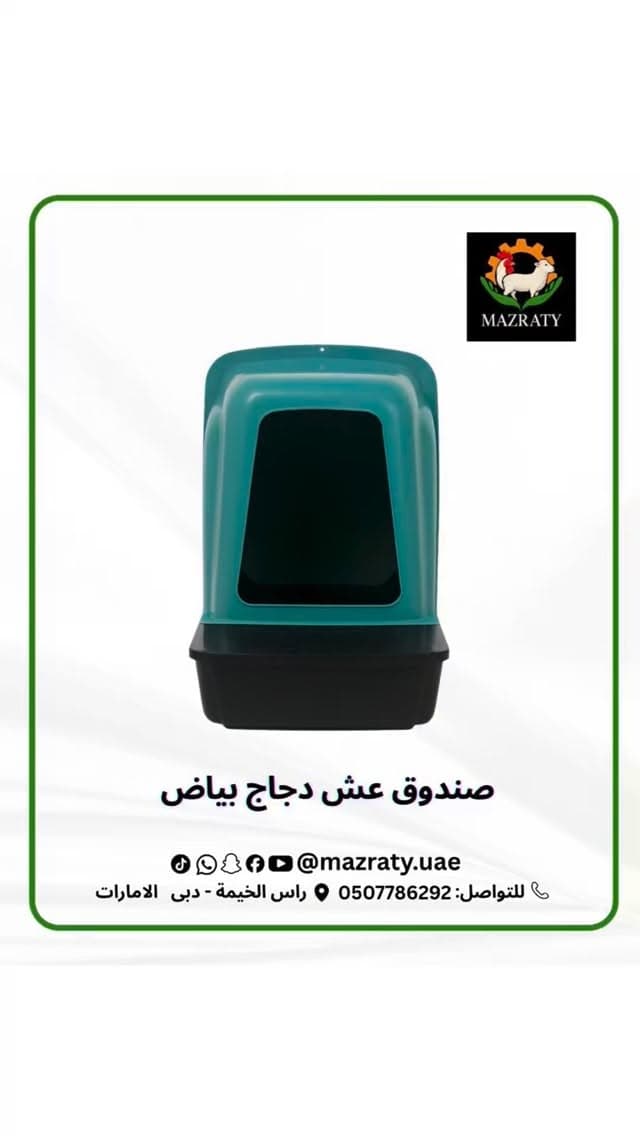 أعشاش الدجاج البياض في الإمارات: العدد والمكان والتنظيف