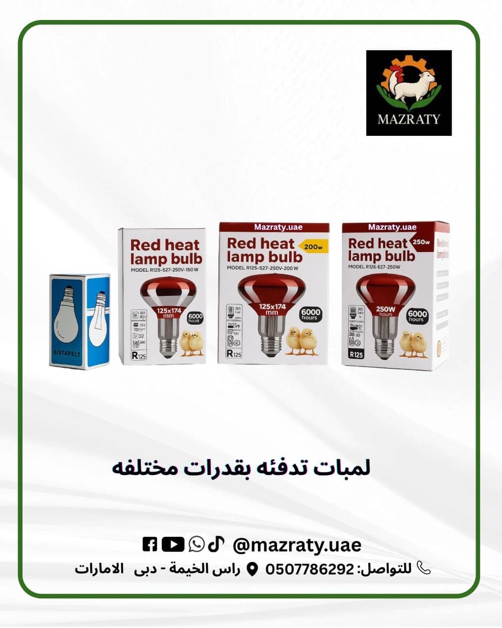 أنظمة إضاءة مزارع الدواجن في الإمارات — دليلك الشامل