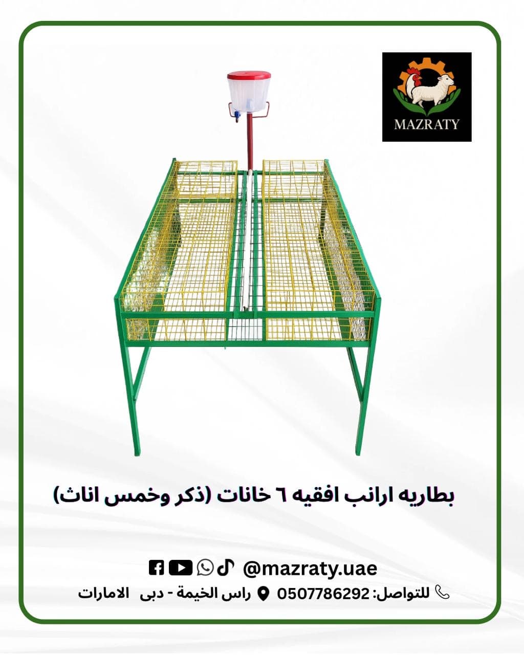 بطاريات الأرانب: كل ما تحتاج معرفته عن التربية المكثفة والإنتاج التجاري في الإمارات